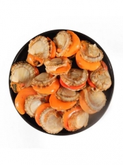 鸳鸯贝/斤---到店自提